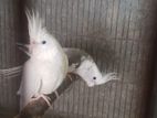 01 Pair Breeding Cockatiel will be Sold