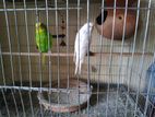 pair Budgie