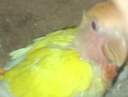 Bird for sale