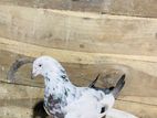 Bird Sell