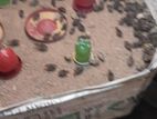 Koil for sale