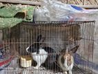 Rabbit for sale
