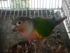 ১ বছর বয়সের টিয়া পাখি সুস্থ ও কনুর মেল ১৮ মাস