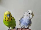 1 breeding pair Budgie+ cage