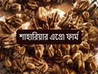 ১ দিন বয়সের মুরগীর বাচ্চা