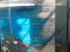 1 Feet Aquarium