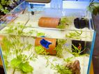 1 feet Crystal Planted Aquarium Betta Guppy Tank