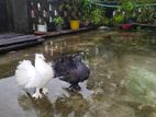 ১ জোড়া লক্ষা কবুতর ডিম সহ