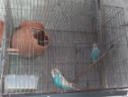 ১ জোড়া পাখি 🐦 বিক্রি করা হবে।