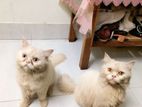 ১ জোড়া Pure Persian Cat বিক্রি হবে –