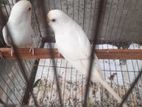 1 jora adult albino red eye for sell