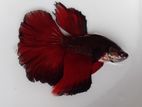 1 jora full adult fighter fish