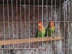 1 jora love bird sell hobe