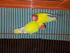 1 Jora raning Love bird sell