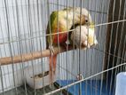 1 jora running pineapple conure