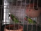 Birds for sell