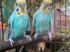 ১ জোরা বাজিগার পাখি বিক্রি হবে