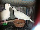 ১ জোরা নিউ Wite Female এডালট, Singal Femal
