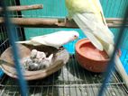 ১ জোড়া এডাল্ট বাজারিগার বিক্রি হবে