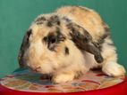 1 জোড়া Holland Lop Rabbit খরগোশ বিক্রি হবে Male&female