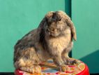 1 জোড়া Holland Lop Rabbit খরগোশ বিক্রি হবে Male&female