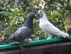 ১ জোড়া কবুতর বিক্রয় করা হবে