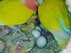 ১ জোড়া রানিং লাভবার্ড ২টি বাচ্চা সহ (Lotino Peach face lovebird)