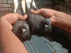 ১ জোড়া রানিং মুসালদম কবুতর