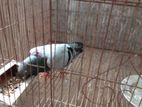 ১ জোড়া রেসার বিক্রয় করা হবে