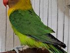 LoveBird Male exchange possible with female
