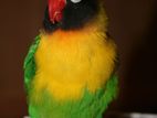 1 male lovebird female