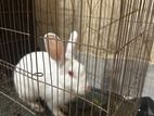 Male Rabbit with Cage