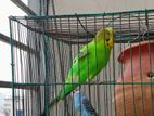 1 master pair Budgie for sell..only bird