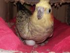 1 Master Pair Cockatiel Bird