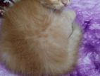 1 month high quality mix breed parsian female kitten