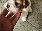 1 Month Lhasa Apso Puppy