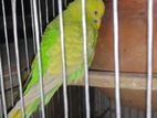 1 pair Adult Badgerigar bird + cage