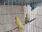 Birds for sell