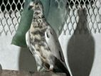 1 Pair Adult Giribaj Pigeon For Sell