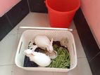 1 Pair Adult Rabbits For Sell