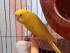 1 pair adult Running Budgie For sale With egg and Setup