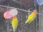 1 Pair Adult Yellow Fisher Love Birds Ring Black Eye