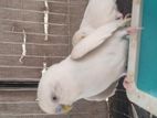 1 Pair Albino Budgie For Sale