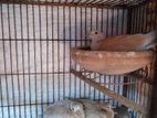1 pair Australian Dove with 2 babys for sell