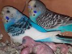 1 pair Baazigar bird Sell ( 4 babies)