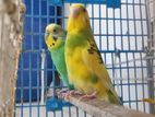 1 pair Baazigar bird Sell