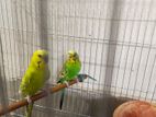 Budgerigars for sell