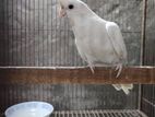 1 pair big size albino cockatiel master breeding