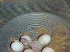 ,1 pair breeding Albino Cokatail Pair.