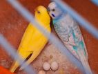 1 pair budgerigar bird / ১ জোড়া বাজ্রিগার পাখি